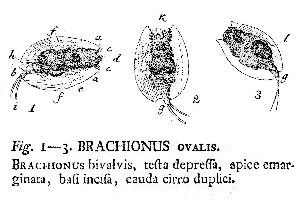 Müller, O F (1786): Animalcula infusoria fluviatilia et marina, quæ detexit, systematice descripsit et ad vivum delineari curavit.  p.345, pl.49, figs.1-3